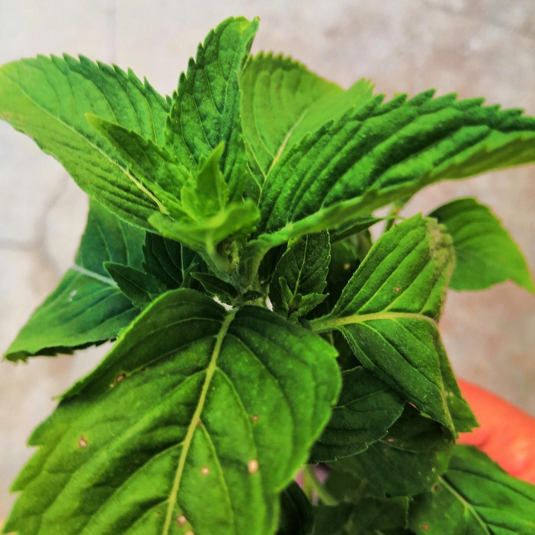 就尽量在线收听
